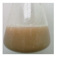 Mosto no início da recirculação