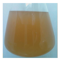 Mosto 15 minutos de recirculação
